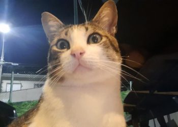 Buscas pelo gato Juninho continuam em Poços de Caldas