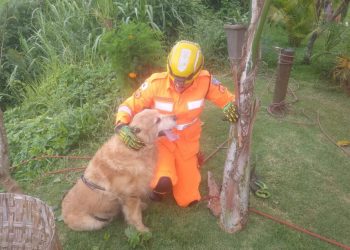 Vídeo: cão é resgatado por bombeiros após queda em barranco de quase 8 metros em Poços de Caldas