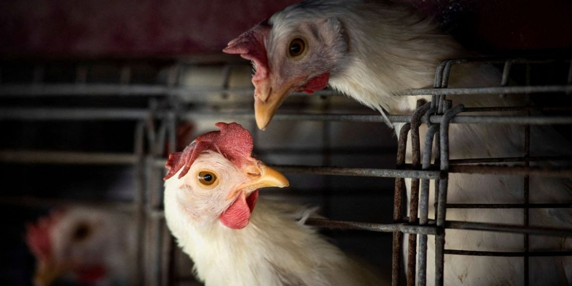 Brasil decreta emergência zoossanitária devido a gripe aviária