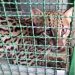 Grupamento Ambiental encaminha jaguatirica atropelada ao Centro Veterinário da PUC em Poços