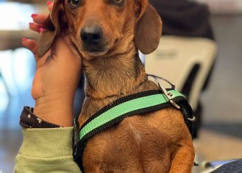 Inscrições para Programa de Resgate de Animais Domésticos estão abertas