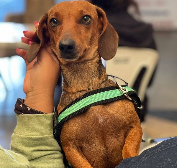 Inscrições para Programa de Resgate de Animais Domésticos estão abertas