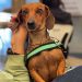 Inscrições para Programa de Resgate de Animais Domésticos estão abertas