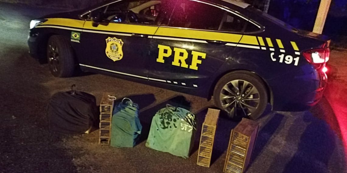 Pássaros silvestres são apreendidos no sul de Minas