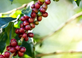 2° Seminário dos Cafés da Região Vulcânica é realizado em Poços