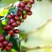 2° Seminário dos Cafés da Região Vulcânica é realizado em Poços