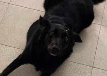 Homem é preso suspeito de espancar e queimar viva uma cachorra dentro de casinha