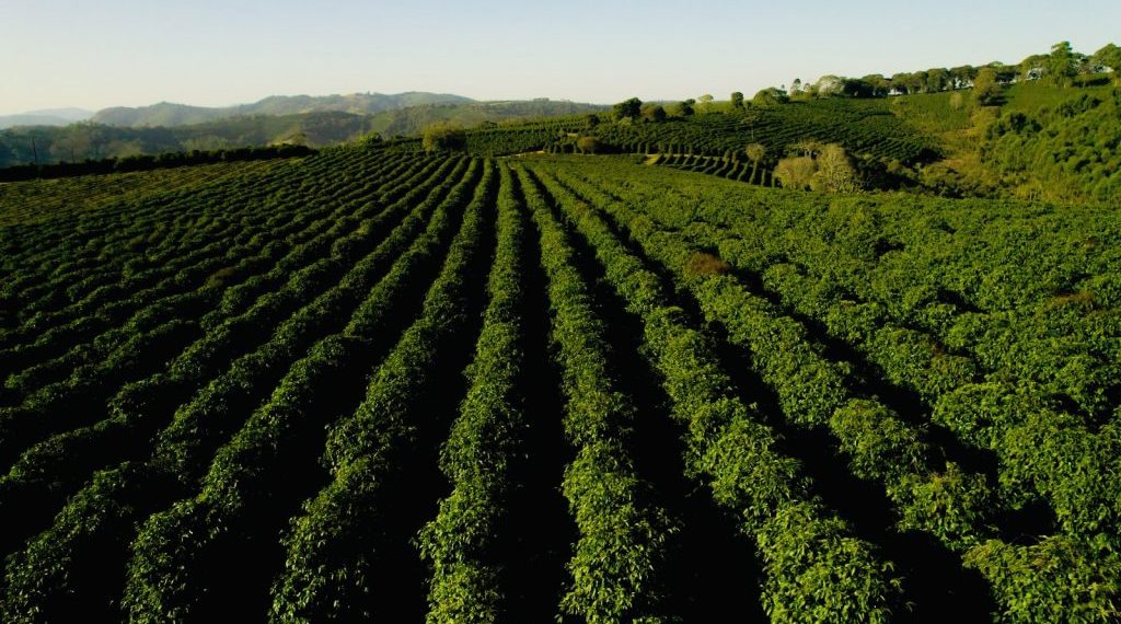 Governo de Minas declara Associação dos Produtores do Café da Região Vulcânica como de utilidade pública