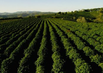 Governo de Minas declara Associação dos Produtores do Café da Região Vulcânica como de utilidade pública