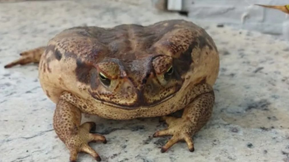 Sapo encontrado com a boca colada em São João é salvo com ajuda de músico