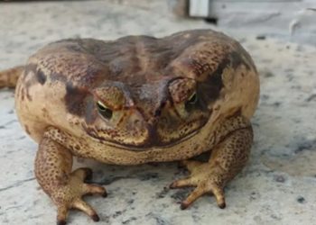 Sapo encontrado com a boca colada em São João é salvo com ajuda de músico