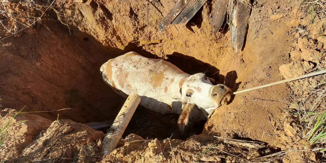 Equipe de bombeiros resgata vaca que caiu em fossa desativada