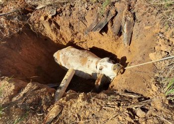 Equipe de bombeiros resgata vaca que caiu em fossa desativada