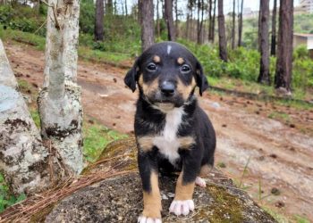 Castração Animal| Poços já realizou mais de 1.300 cirurgias neste ano