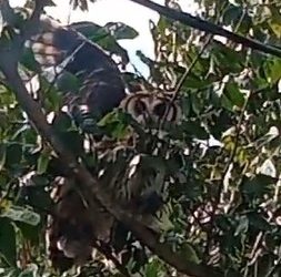 Coruja é resgatada após ficar presa em linha de pipa em Poços