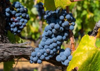 Syrah ou shiraz, a casta emblemática