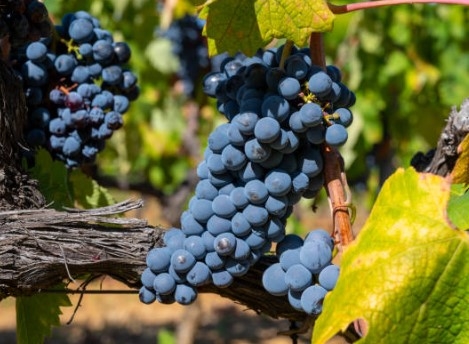 Syrah ou shiraz, a casta emblemática