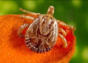 Minas registra 9 casos de Febre Maculosa