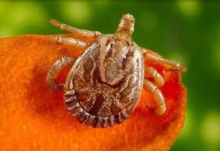 Minas registra 9 casos de Febre Maculosa