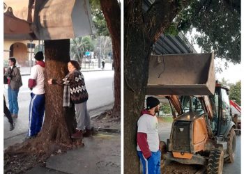 Ativistas abraçam árvores e impedem cortes na Avenida João Pinheiro em Poços de Caldas