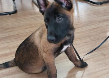 Pastor Belga Malinois fará parte do Grupamento de Operações com Cães em Poços