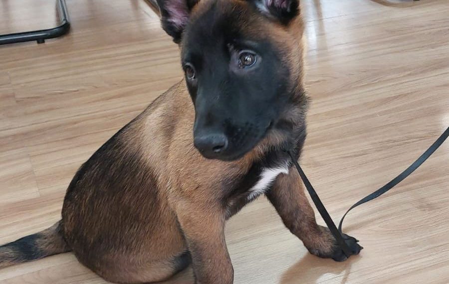 Pastor Belga Malinois fará parte do Grupamento de Operações com Cães em Poços