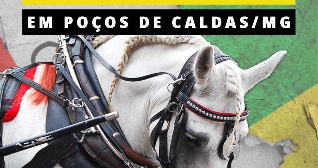 Ong lança Campanha Nacional pela Liberdade dos Cavalos em Poços de Caldas