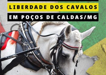 Ong lança Campanha Nacional pela Liberdade dos Cavalos em Poços de Caldas