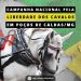 Ong lança Campanha Nacional pela Liberdade dos Cavalos em Poços de Caldas