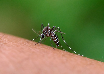 Com apenas uma dose, possível vacina contra chikungunya é apontada como segura e eficaz