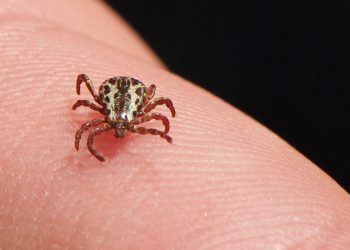 Poços de Caldas não registra casos de febre maculosa desde 2020; saiba os cuidados preventivos