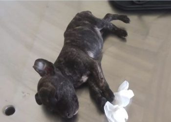 Filhote de cachorro é arremessado de veículo e morre em Poços de Caldas