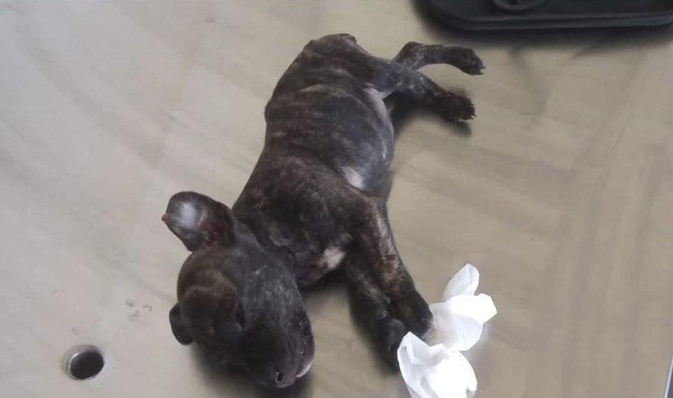 Filhote de cachorro é arremessado de veículo e morre em Poços de Caldas