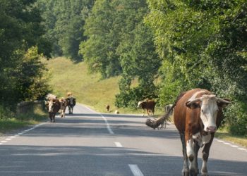 Concessionária de rodovia deve pagar indenização por acidente com animal na pista no sul de Minas