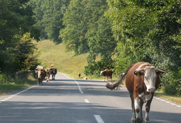 Concessionária de rodovia deve pagar indenização por acidente com animal na pista no sul de Minas