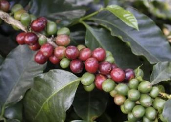 Proprietários de 23 fazendas de café no Sul de Minas são obrigados ampliarem a proteção de trabalhadores