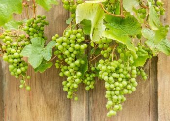 Sauvignon Blanc, a primeira casta branca dos vinhos de inverno