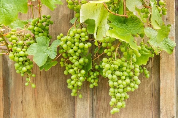 Sauvignon Blanc, a primeira casta branca dos vinhos de inverno
