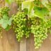 Sauvignon Blanc, a primeira casta branca dos vinhos de inverno