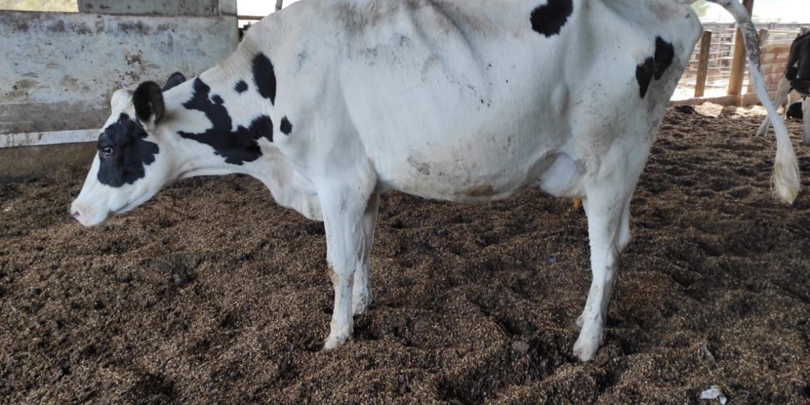 Dupla é presa por receptação após tentar vender gado furtado em rede social em Andradas