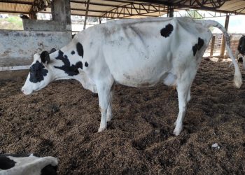 Dupla é presa por receptação após tentar vender gado furtado em rede social em Andradas