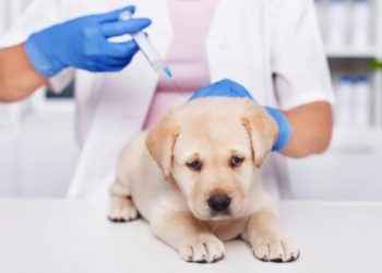 Professor do curso de Medicina Veterinária da PUC comenta sobre a vacinação antirrábica