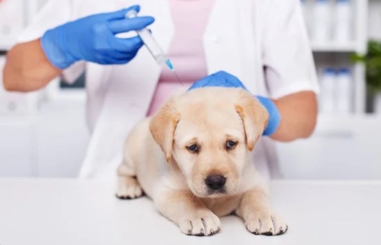 Professor do curso de Medicina Veterinária da PUC comenta sobre a vacinação antirrábica