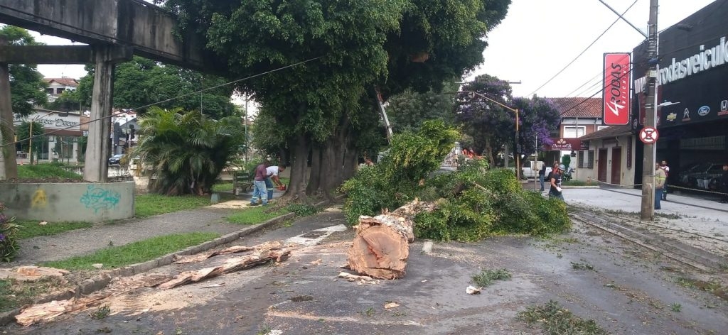 Justiça determina suspensão do corte de árvores em avenida de Poços de Caldas