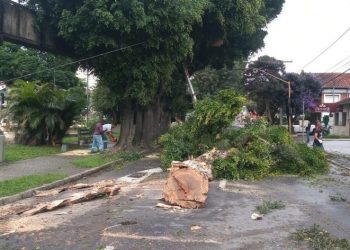 Justiça determina suspensão do corte de árvores em avenida de Poços de Caldas