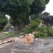 Justiça determina suspensão do corte de árvores em avenida de Poços de Caldas