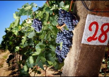 A diversidade do espumante nacional