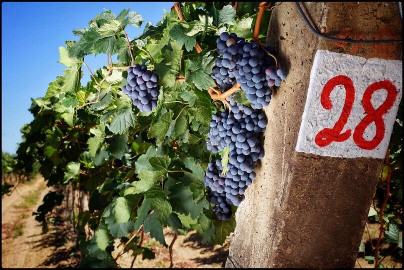 A diversidade do espumante nacional