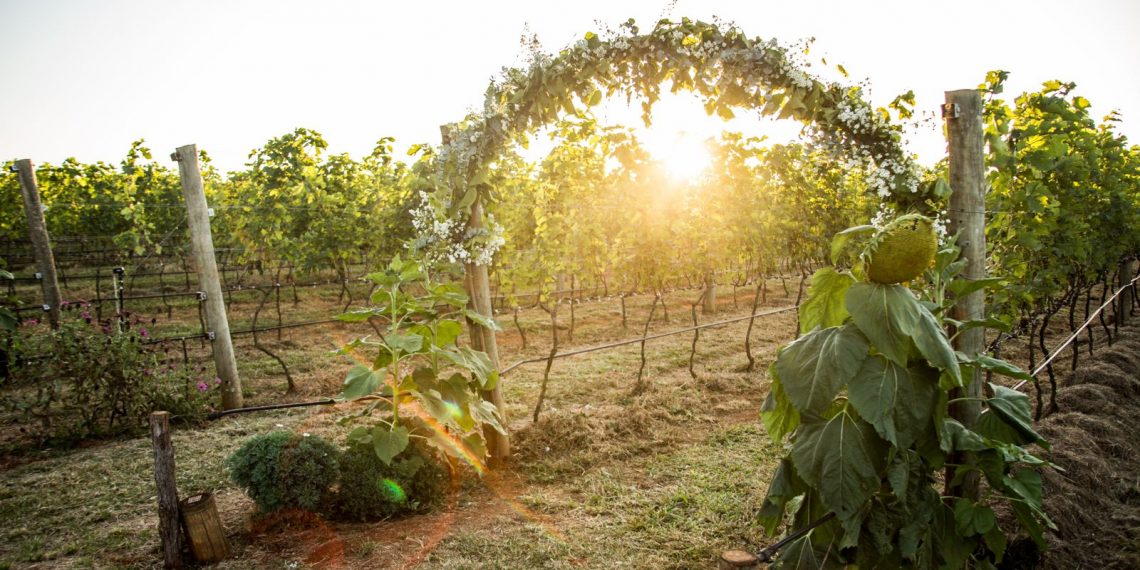 Novas experiências do enoturismo