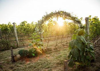 Novas experiências do enoturismo